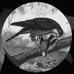 Karma Kid : Bird Of Prey (12")