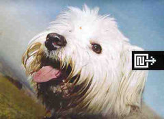 Moloko : Sing It Back (Mixes. 2) (12", Promo)