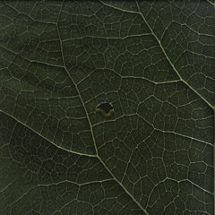 Suolo – MULENV008 - Mulen Records – MULENV008