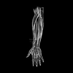 Borealis (4) : Lovewarm (12", Ltd, Tra)